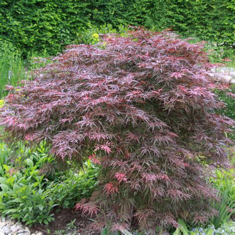 Japanischer Schlitzahorn - Acer palmatum 'Crimson Queen' - rot