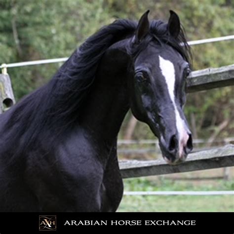 Arabian Black Horse Wide