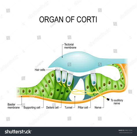 Organ Corti Crosssection Spiral Organ Stock Vector (Royalty Free) 598213316 | Shutterstock