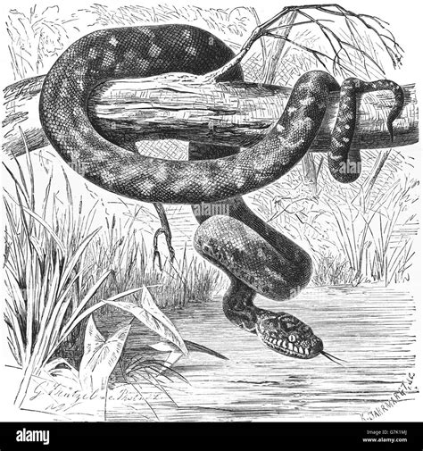 Image result for Draw Diamond Using Turtle Python