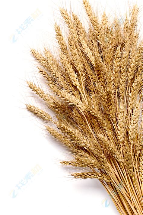 麦穗金色麦子素材免费下载 - 觅知网