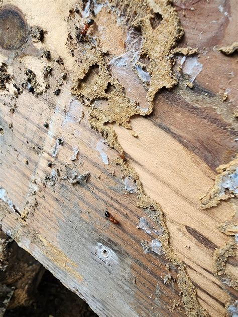 Advanced Building 的图像结果