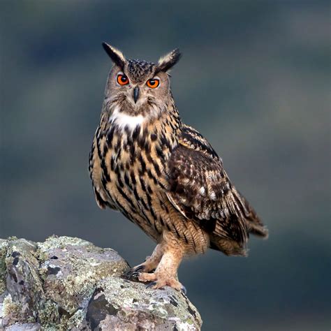 Eagle Owl