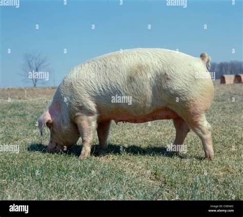 Chester White Spectre Chester New Men's Button Down Comfort Shirt