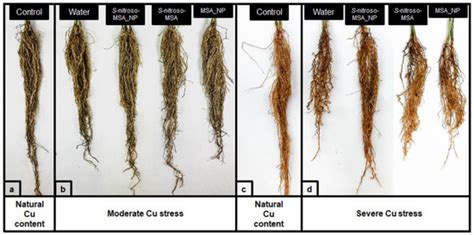 Soil Treatment with Nitric Oxide-Releasing Chitosan Nanoparticles ...
