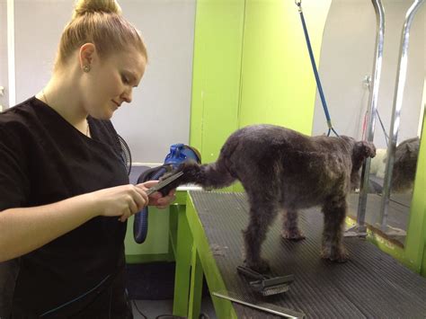 4 Paws Grooming - Grand Prairie, AB - 9708 128 Ave | Canpages
