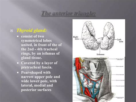 Anatomy of neck triangles | PPT