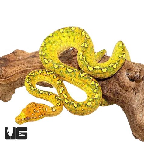 Image result for Biak Green Tree Python