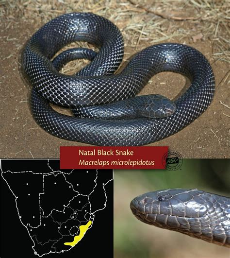 Small black snakes of southern Africa - African Snakebite Institute