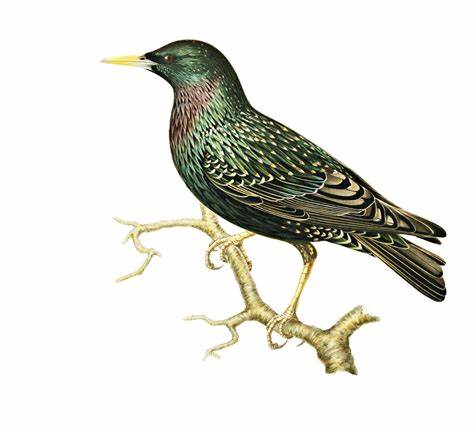 Starling Free Stock Photo - Public Domain Pictures