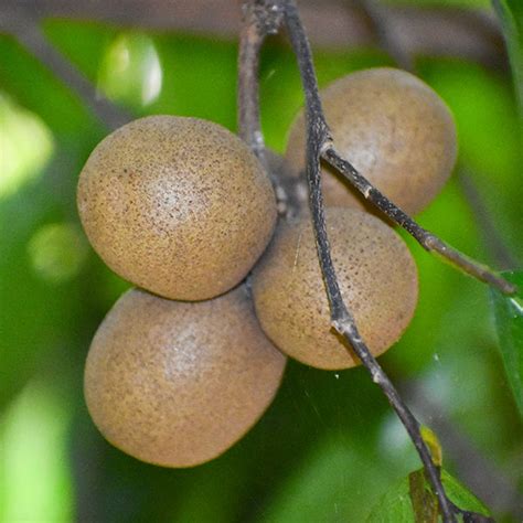 Kepel Fruit Plants (Stelechocarpus Burahol) – veliyathgardens