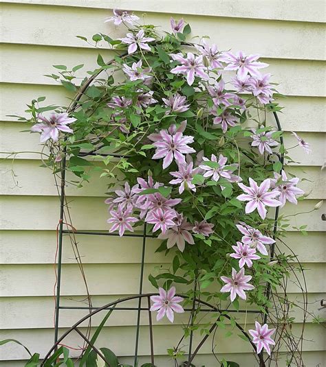 10 Charming Clematis Trellis Ideas You'll Want in Your Yard