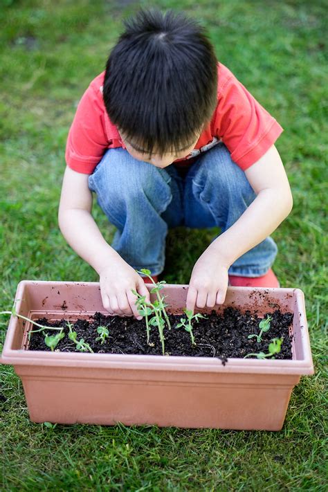 "Asian Boy Watching The Growth Of His Plant As Part Of The Science ...