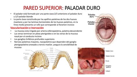 Anatomía Del Paladar Evaluación Anatómica Del Paladar Blando
