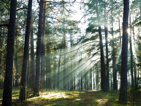 Forest Tree 的图像结果