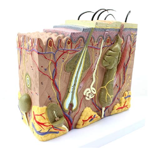 Buy Skin Structure 70X Magnified Human Skin Model Block d Hair Layer ...