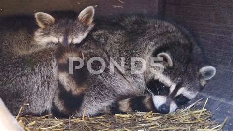 Raccoons Where To Sleep