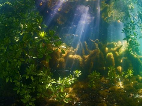 Bing Wallpaper Forest 的图像结果