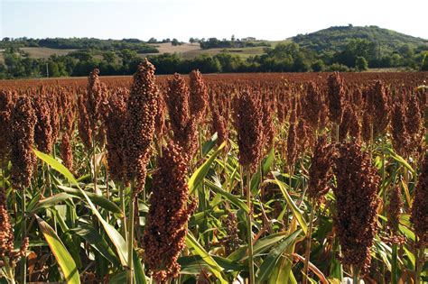 Growing Sorghum tips and tricks for success