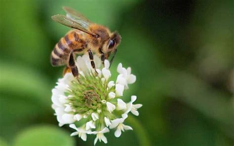 蜜蜂到底有多勤劳，为了采4克蜜，要飞上千公里 - 每日头条