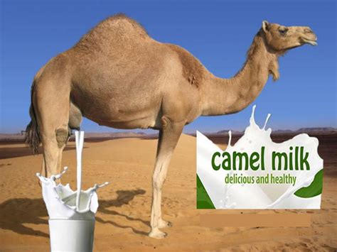 Camel Milk Moisturizer at Patricia Madden blog