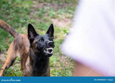Belgian Malinois Shepherd Dog Growling and Threatening Showing Her ...