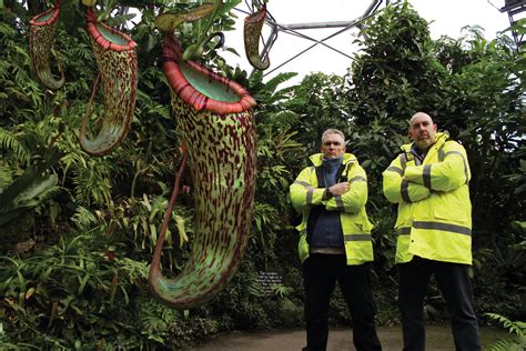 Carnivorous Plants Eating Human