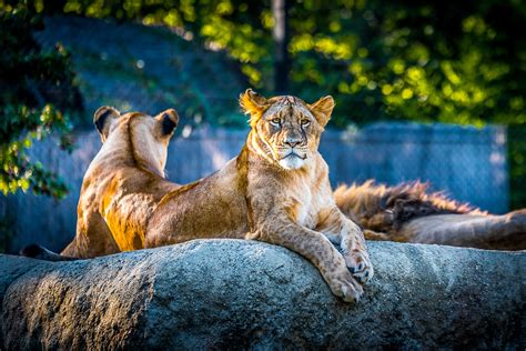 lion, animals, hd, 4k, 5k - Coolwallpapers.me!