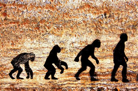 Human Evolution Stages With Names