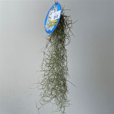 Spanish Moss Clump - Old Man's Whiskers | Exotic Botanic
