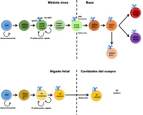Células B | British Society for Immunology