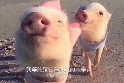 2019猪年头像大盘点，换个喜庆的头像带来2019年好运气！_游戏花边_海峡网