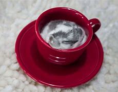 Image result for Dwarf Holland Lop Bunnies