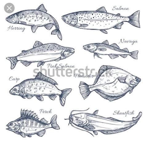 make drawing of different types of fishes also name - Brainly.in