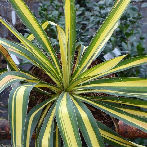 Yucca Plant - NeatStore.NG