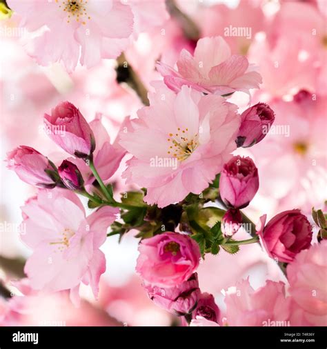 National flower of japan hi-res stock photography and images - Alamy