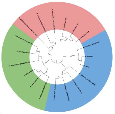 DNA barcoding-based molecular profiling of Bougainvillea, Dianthus, and ...