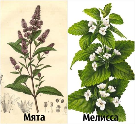 Мята и мелисса, сходства и отличия растений, характеристики пряных трав ...