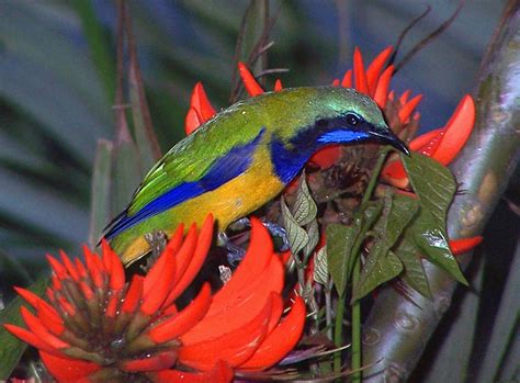 Orange-bellied Leafbird - Chloropsis hardwickii - Irenidae - Birds of ...