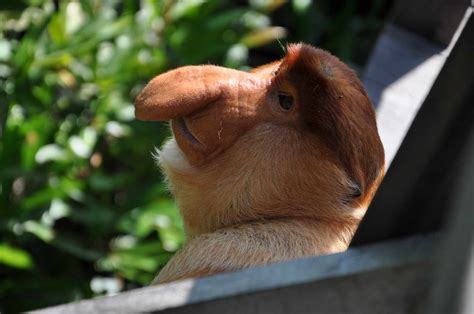 13 of the Ugliest Animals on the Planet