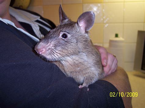 Gambian Giant Rats