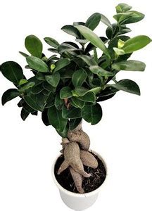 KUMUBON Ficus Bonsai Plant Price in India - Buy KUMUBON Ficus Bonsai ...