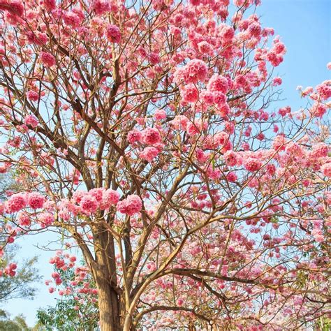 NavaUrja Tabebuia Rosea Pink Poui 'Pentaphylla' Rosy Trumpet Flowering ...