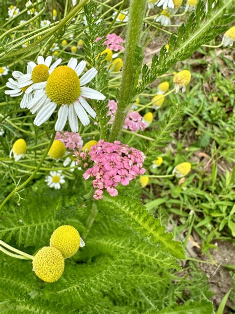 How To Grow Yarrow From Seed - Heirloom Grown