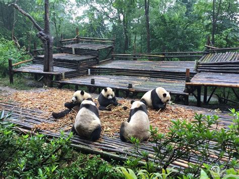 四川将推大熊猫国际生态旅游线 相遇“熊猫情缘”