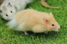 Image result for Honey Bear Hamster