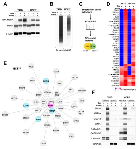 Menin and Menin-Associated Proteins Coregulate Cancer Energy Metabolism