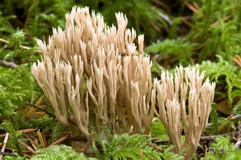 Coral Mushroom