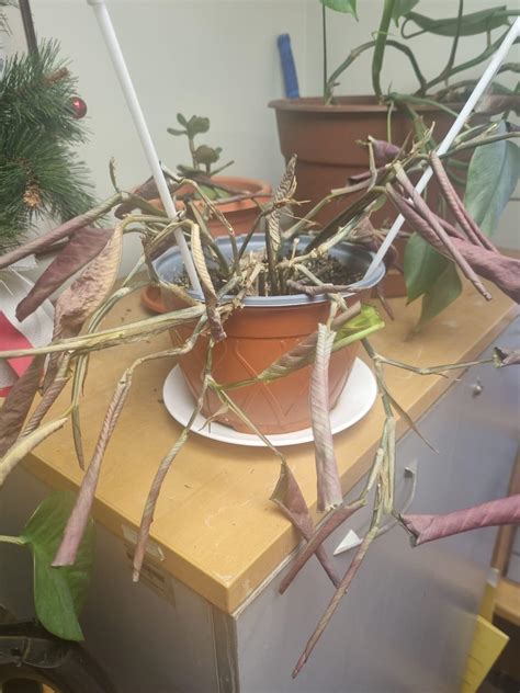 My maranta is dying.. : r/houseplants