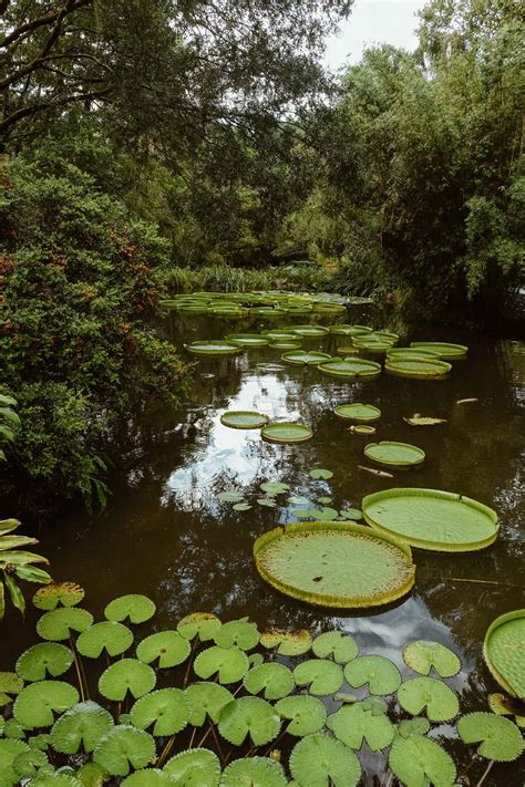 Kanapaha Botanical Gardens Photos